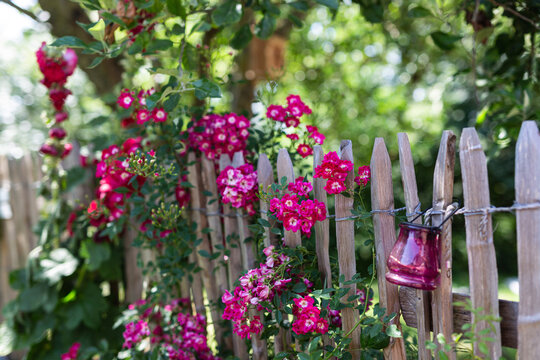 Pink flowers blooming on wooden fence