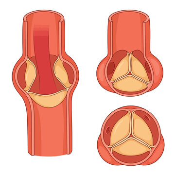 Heart valve 3D cartoon illustration, aortic valve leaflets open closed position, semilunar cusps orifice anatomy medical education
