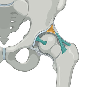Hip joint 3D cartoon illustration, femoral head acetabulum labrum joint capsule ligament, pelvis anatomy medical education
