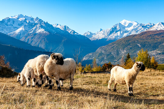 Valais Blacknose sheep in autumn mountain landscape in Switzerland
