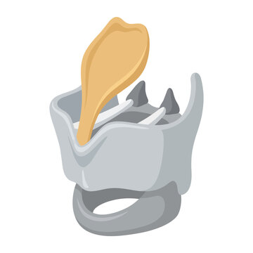 Larynx 3D cartoon illustration, thyroid cricoid arytenoid cartilage vocal folds epiglottis, voice box anatomy medical education
