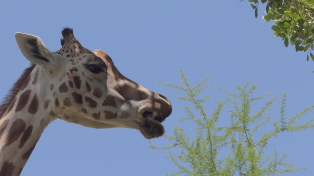 Giraffe Feeding in Slow Motion with Detailed Tongue Movement