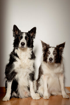 Portrait of a border collie pair sitting indoors looking at camera