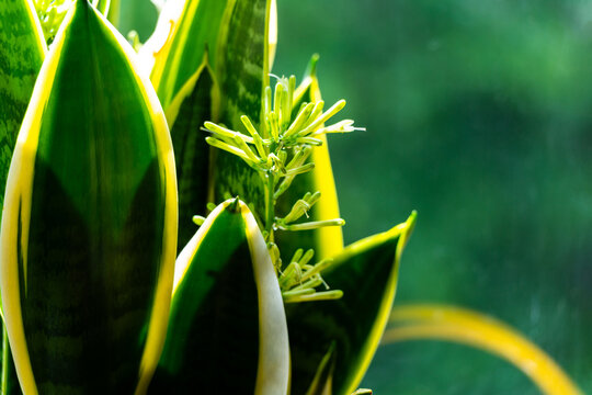 Close up of a blooming indoor snake plant Sansevieria trifasciata