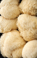 Close-up view of Lion’s Mane mushrooms, Hericium erinaceus showing unique cascading spines and natural texture. Gourmet edible fungus widely used in culinary, wellness and functional food concepts. © DEWINs