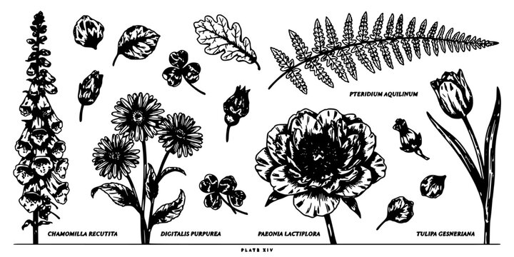 Flower Botanical Specimen Set with Black Ink Leaf and Petal Illustrations on White Background for Vintage Education Posters