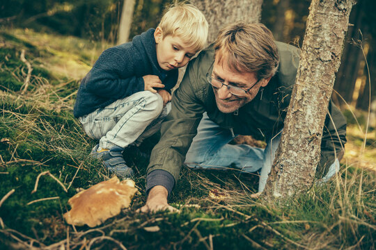 Mature man collecting bay bolete mushrooms with little boy