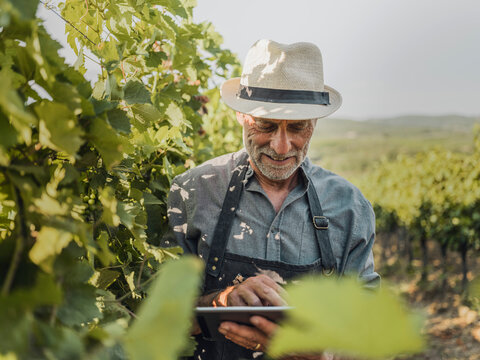 Winemaker using tablet computer in sunny Tuscany vineyard