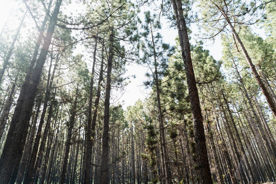 Low angle view of pine forest canopy in Tenerife Spain