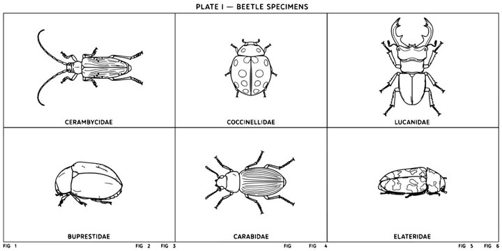 Beetle Specimens Line Drawing Set, Black and White Engraved Style Diagram Showing Six Insect Species and Labeled Varieties