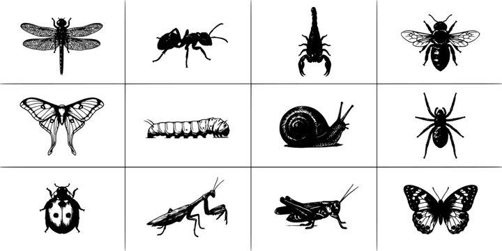Insects and Bugs in Detailed Black-and-White Illustrations Showcasing Various Species and Stages of Development