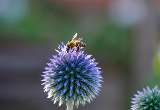 Honey bee, Apis mellifera, on southern globethistle, Echinops ritro