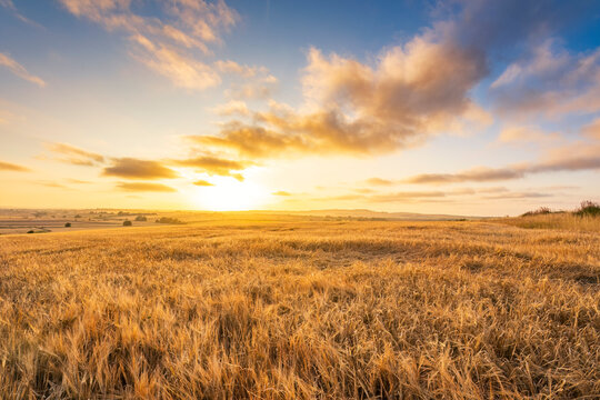 Ripe barley on field in front of sky at sunset