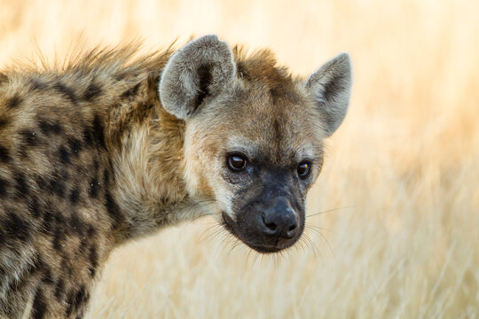 Botswana, Tuli Block, portrait of spotted hyena