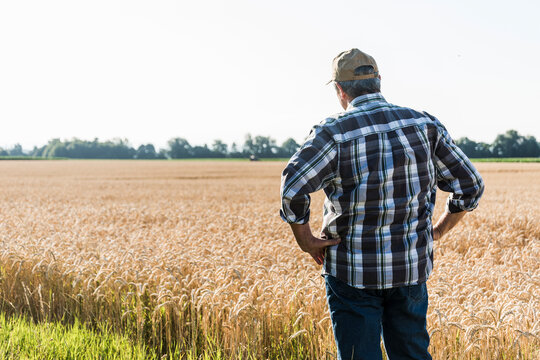 Back view of senior farmer standing in front of wheat field