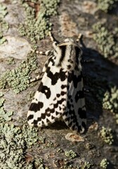 Obraz premium Macro Shot of a Black and White Spotted Moth Resting on a Lichen Covered Tree Trunk in Nature