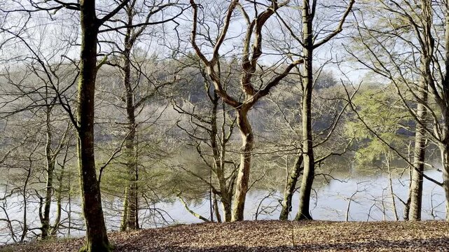 View over Hald Lake from Dollerup bakker, Viborg, Denmark. Tree row avenue at Hald lake. Heather lands. The Manor House of Hald in Dollerup, beautiful location of this historical building. Forest