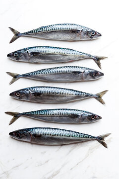 Row of six sardines on white marble