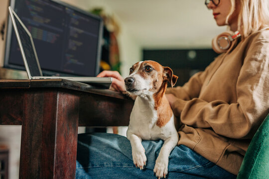 Dog sitting near owner working on computer at home