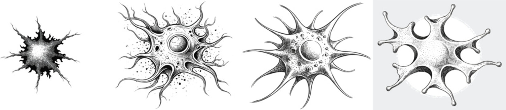 A detailed black-and-white vector depiction of an intricate white blood cell macrophage with textured surface, inspired by vintage scientific engraving techniques, showcasing solid shapes, fine line