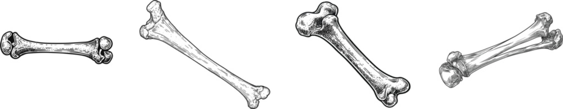 A detailed black-and-white vector illustration of a human femur bone with intricate joints, rendered in vintage scientific stippling style on a pure white background