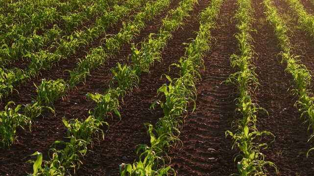 Close-up view of young corn rows growing in rich fertile soil during golden sunset. Green maize seedlings illuminated by warm evening sunlight on cultivated agricultural land. Early crop development