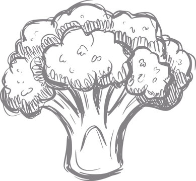 Hand-drawn of a fresh broccoli head with detailed florets and stem
