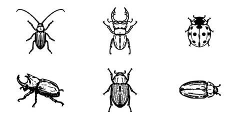 Fototapeta premium Beetles Set of Black and White Line Drawings, Assorted Insect Sketches on White Background for Educational and Design Use