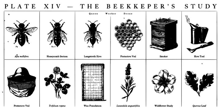 Beekeeper's Study Showcasing Bees, Tools, and Plants in Detailed Black-and-White Illustrations Featuring Queen Bee, Worker Bee, Drone with Hive