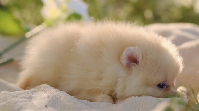 Smiling cream Pomeranian spitz puppy sitting on a plaid blanket on green grass in a summer park.