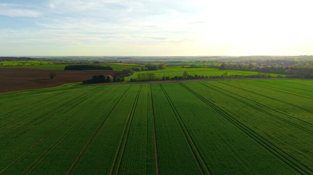 Rye crops stretching across open field with parallel tracks cutting through vegetation. Rural farmland combining green growth and brown soil patches in background. Agriculture landscape evolving