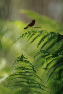 Artistic abstract macro of sharp fern leaf tip pointing at blurred shape of copper damselfly background