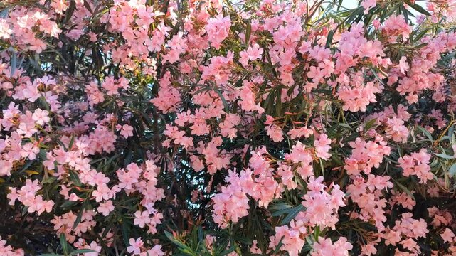Pink oleander flowers gently swaying in the wind - Nature background