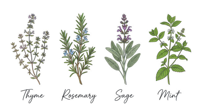 Botanical herb collection featuring thyme rosemary sage and mint