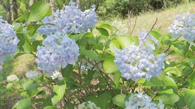 Blue Hydrangea Flowers and Green Leaves Blooming in a Park in Early Summer