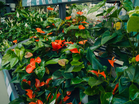 Assortment of green houseplants on shelves in a garden center. Aglaonema, schefflera and other tropical foliage plants in pots at a greenhouse nursery store for interior decoration.