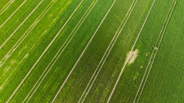 Cereal field uneven growth with damaged rows and dry areas across farmland. Agricultural land showing drought stress and low yield potential. Farming crisis with stressed crops and reduced