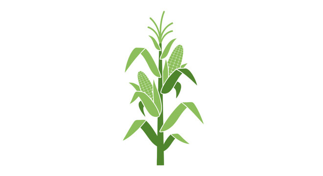 Minimalistic illustration of a green corn plant on a white backdrop, simple graphic