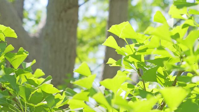 Fresh Green Ginkgo Leaves Shining in Sunlight with Forest Background