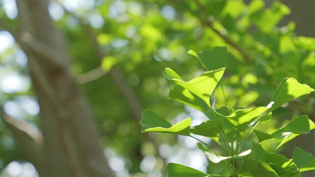 Fresh Green Ginkgo Leaves Shining in Sunlight with Forest Background