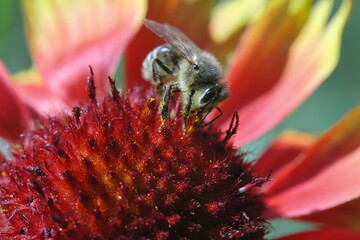 Bee on flower , macro © Stalker