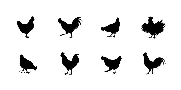 Chicken Silhouettes on White Background, Eight Black Vector Icons with Varied Poses for Farm, Poultry and Branding Designs