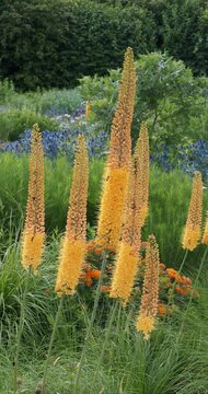 Eremurus x isabellinus | Foxtail lilies or desert candles plants. Majestic upright stems of coppery-orange flowering with orange anthers

