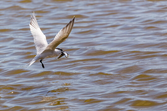 Oiseau, Sterne Caugek, &agrave; la p&ecirc;che capturant un poisson pris dans son bec &agrave; pointe jaune.