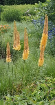 Eremurus x isabellinus 'Pinokkio' - Foxtail lilies. Beautiful orange-yellow flowers on tall, spike-like stems blooming in the lush green grass
