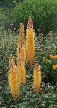  Foxtail lilies or desert candles plants ( Eremurus x isabellinus) adorned with Copper-orange flower spikes create a vertical and contrasting effect, illuminating a flowerbed.
