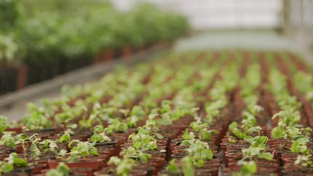 Flourishing greenhouses showcase vibrant plant life