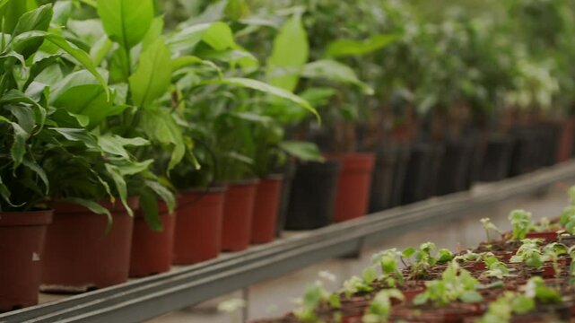 Growth journey of vibrant plants in a greenhouse