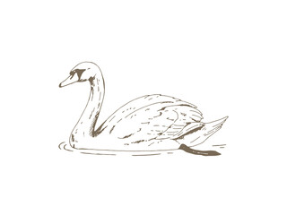 Vintage Mute Swan Illustration, Hand Drawn Engraving Style Wildlife Drawing © yoko