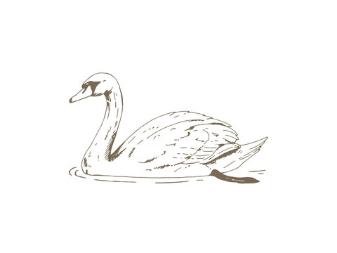 Vintage Mute Swan Illustration, Hand Drawn Engraving Style Wildlife Drawing